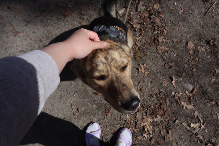 Enzo, a Labrador Retriever and German Shepherd Dog mix tested with EmbarkVet.com