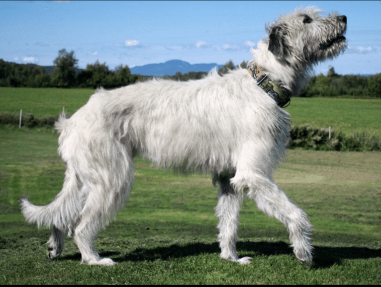 Augie, an Irish Wolfhound tested with EmbarkVet.com