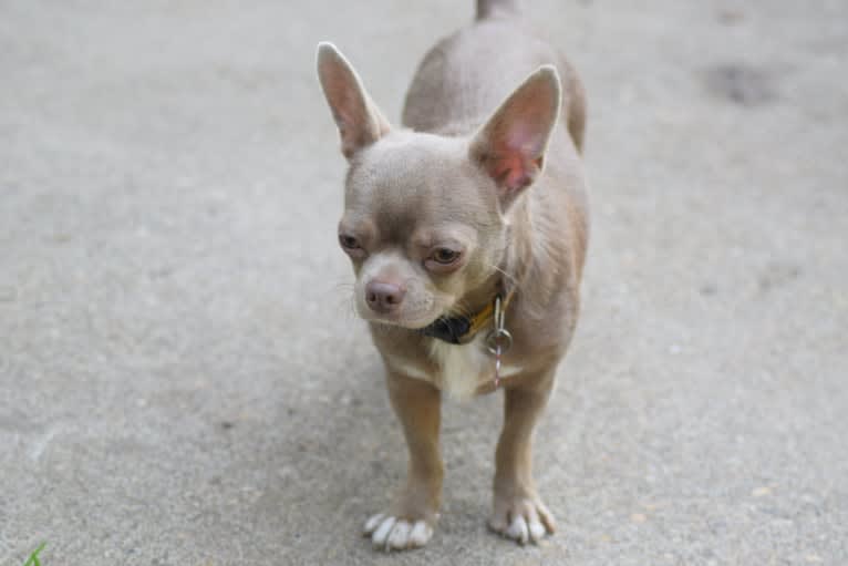 Guinevere, a Chihuahua tested with EmbarkVet.com