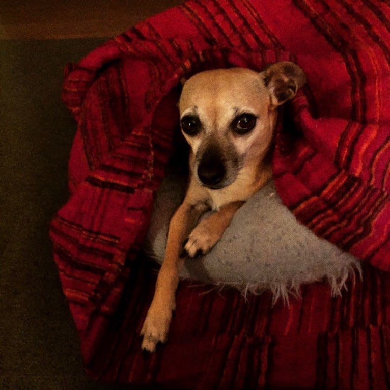 Bella, a Chihuahua and Miniature Pinscher mix tested with EmbarkVet.com