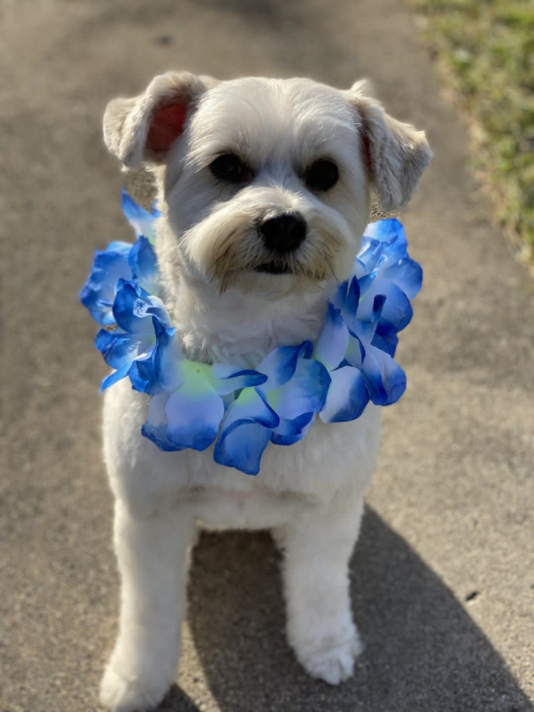 Louis Jay, a Pomeranian and Yorkshire Terrier mix tested with EmbarkVet.com