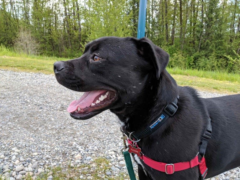 Squeak, an American Bully and American Pit Bull Terrier mix tested with EmbarkVet.com