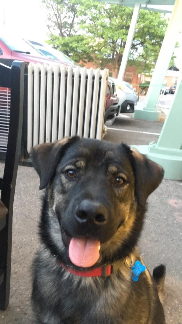 Rosie, a Rottweiler and Siberian Husky mix tested with EmbarkVet.com