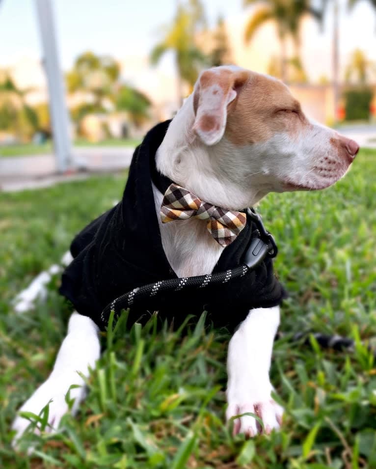 Casper, an American Pit Bull Terrier and Labrador Retriever mix tested with EmbarkVet.com