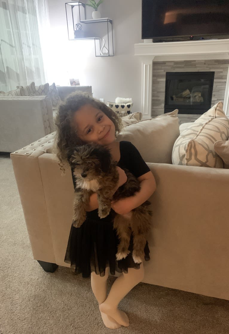 Bella, a Lhasa Apso and Poodle (Small) mix tested with EmbarkVet.com