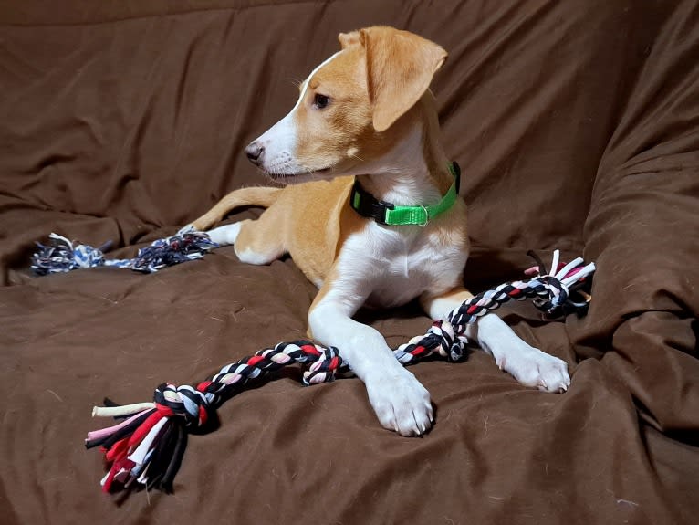 Stella, a Rat Terrier and Mountain Cur mix tested with EmbarkVet.com