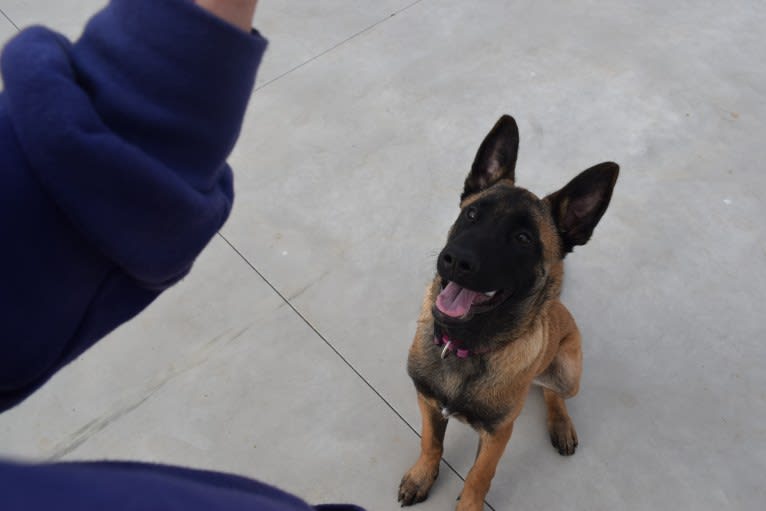 Kylar (PsychoKiller d'Hélitesport), a Belgian Shepherd tested with EmbarkVet.com