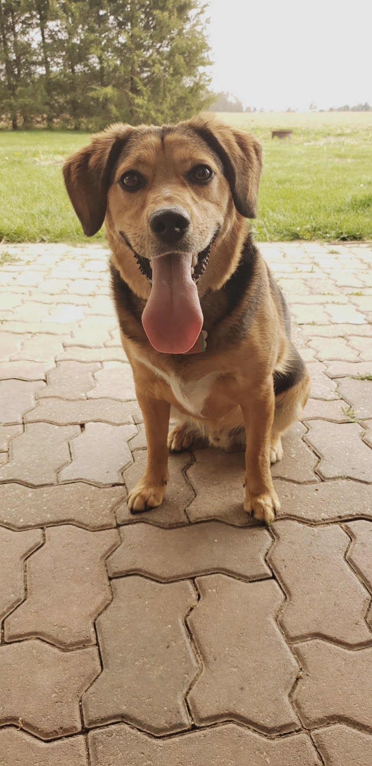 Thor, a Beagle and Australian Shepherd mix tested with EmbarkVet.com