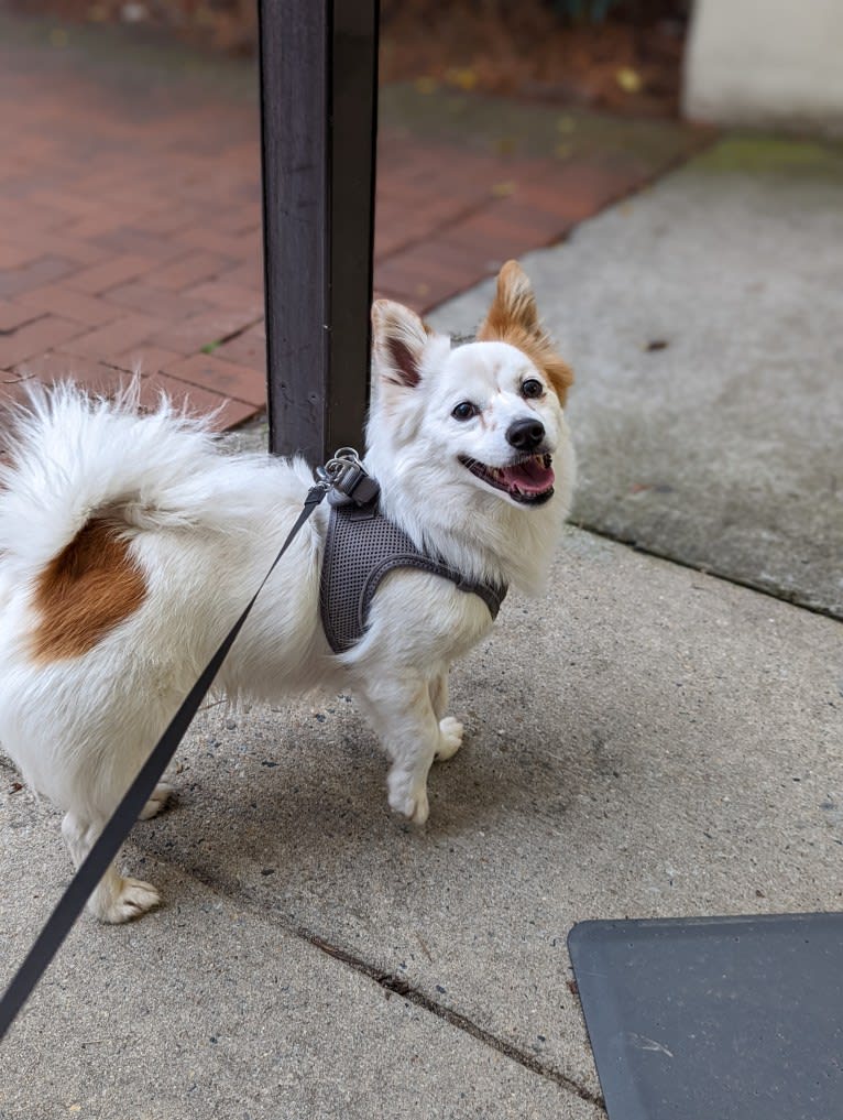 Tobu, a Japanese or Korean Village Dog tested with EmbarkVet.com