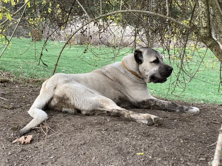 Wolf House Kimba, an Anatolian Shepherd Dog tested with EmbarkVet.com