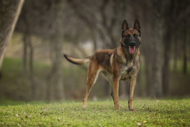 Elle, a Belgian Shepherd tested with EmbarkVet.com