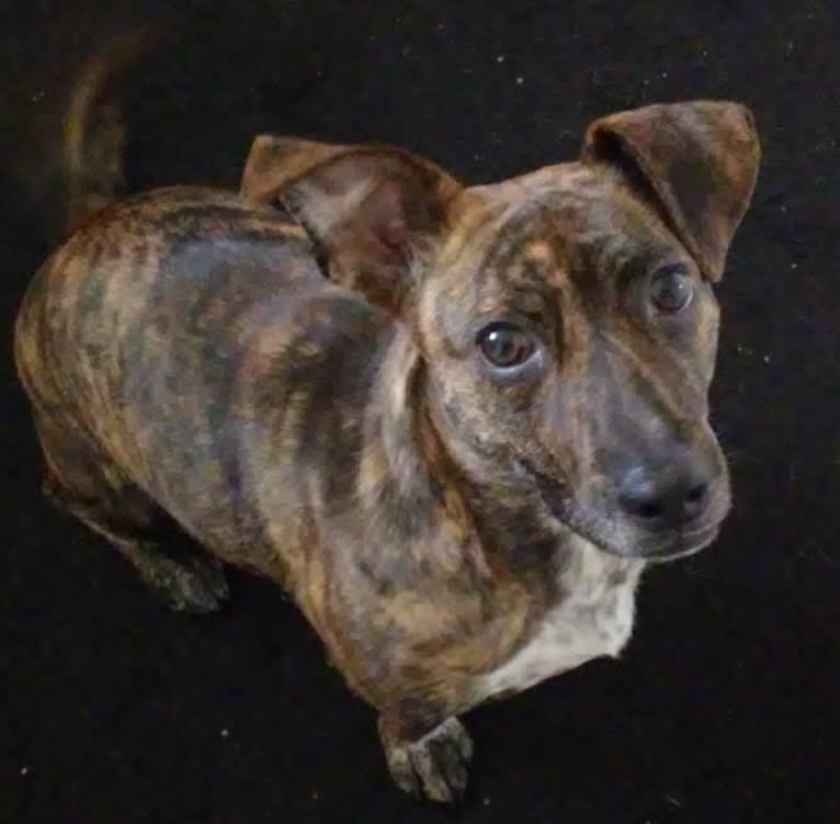Reggie, a Dachshund and Rat Terrier mix tested with EmbarkVet.com