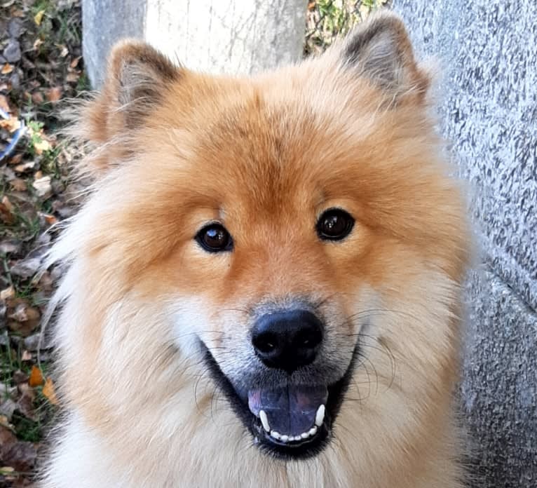 Mini, an Eurasier tested with EmbarkVet.com