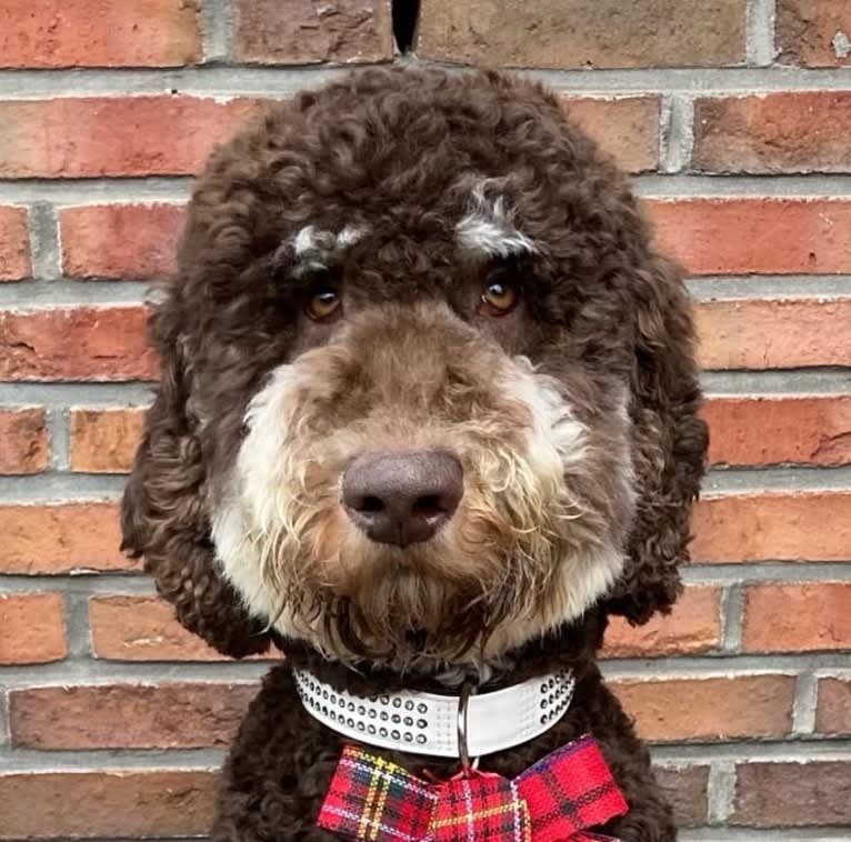 Gideon, a Poodle (Standard) tested with EmbarkVet.com