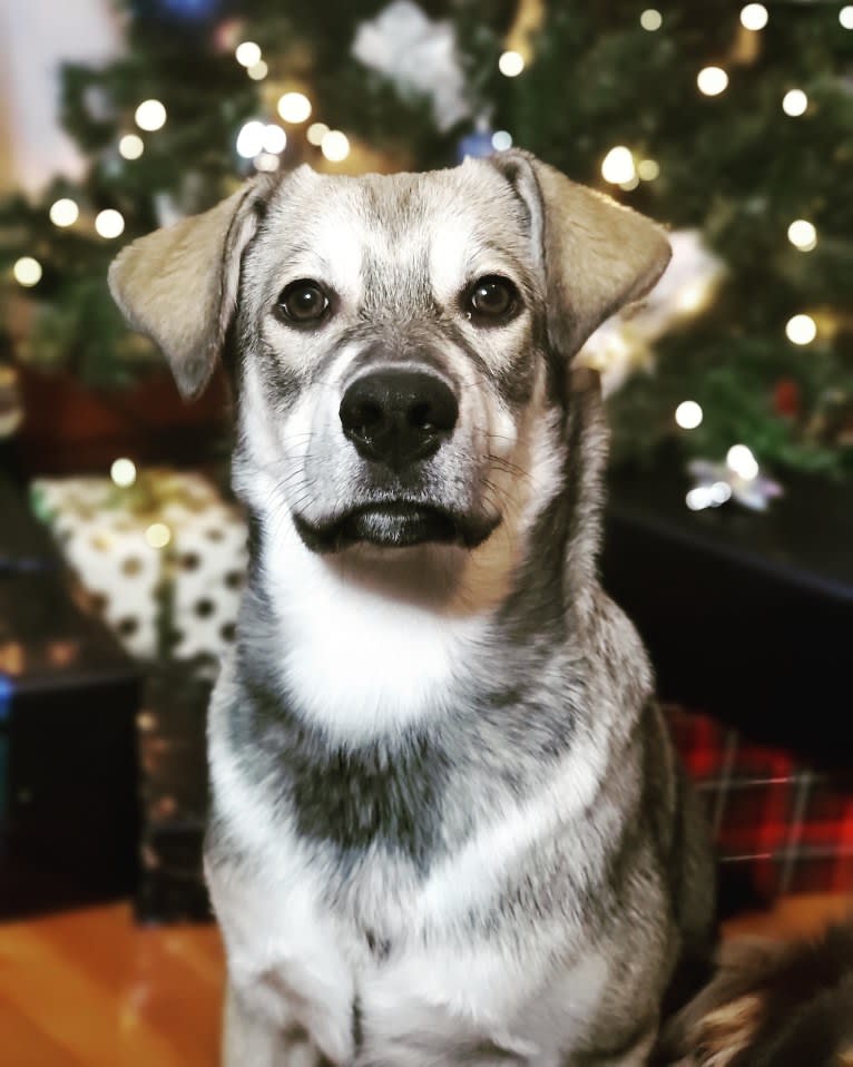 Timber, a Siberian Husky and American Bulldog mix tested with EmbarkVet.com