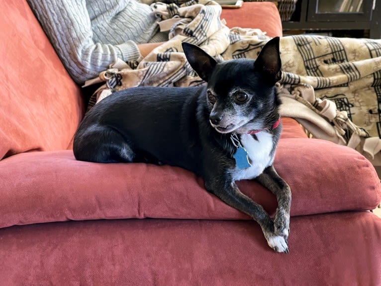 Tango, a Chihuahua tested with EmbarkVet.com