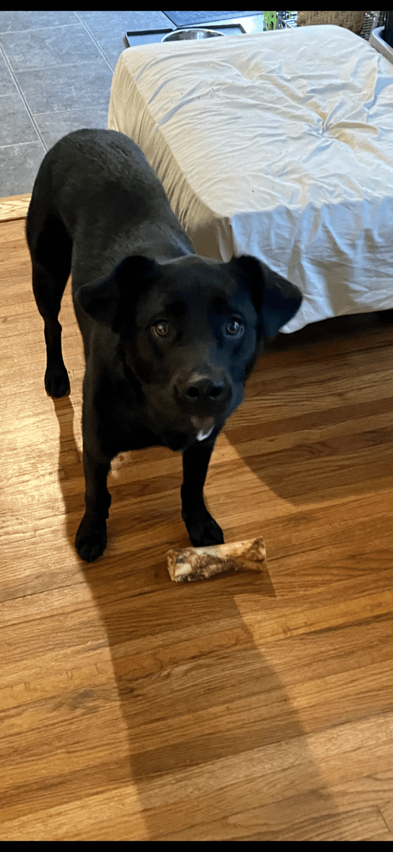 Saint, a Labrador Retriever and German Shepherd Dog mix tested with EmbarkVet.com
