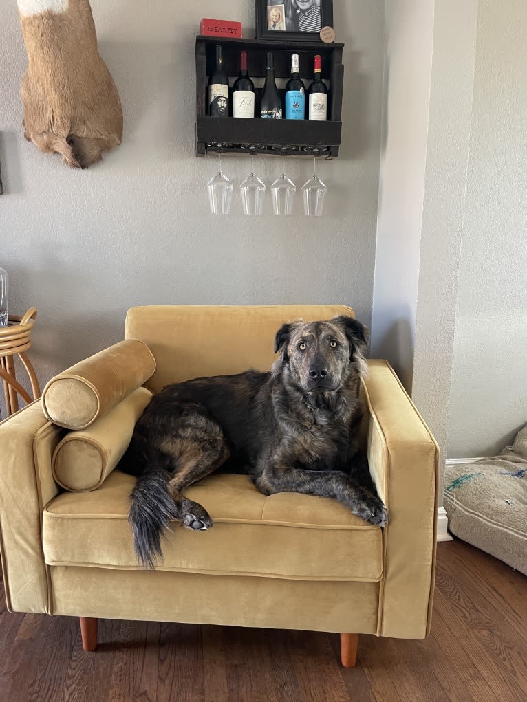 Theo, an Australian Cattle Dog and American Pit Bull Terrier mix tested with EmbarkVet.com