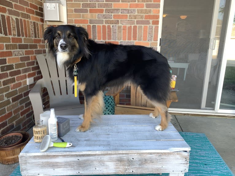 Jeter Brolinn, an Australian Shepherd tested with EmbarkVet.com