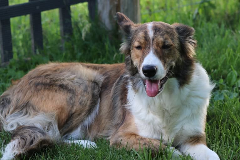 Bindi, a Border Collie tested with EmbarkVet.com