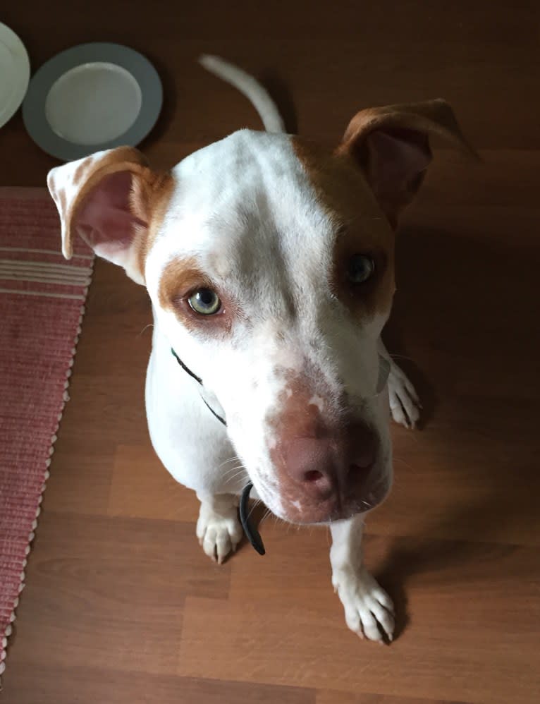 Freckles, an American Pit Bull Terrier and Chow Chow mix tested with EmbarkVet.com