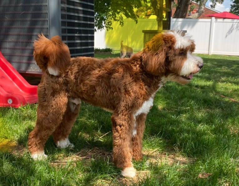 Hamilton, a Goldendoodle tested with EmbarkVet.com