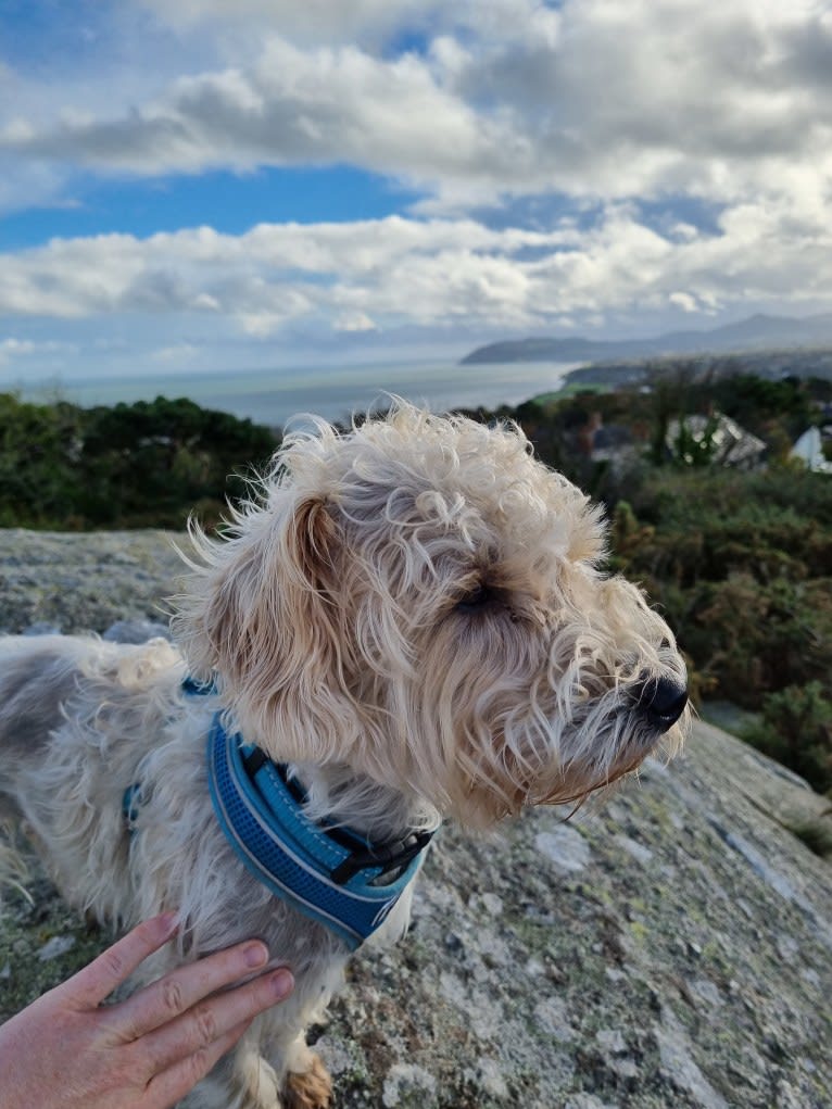 Scruffy Murphy, a Russell-type Terrier and Bichon Frise mix tested with EmbarkVet.com