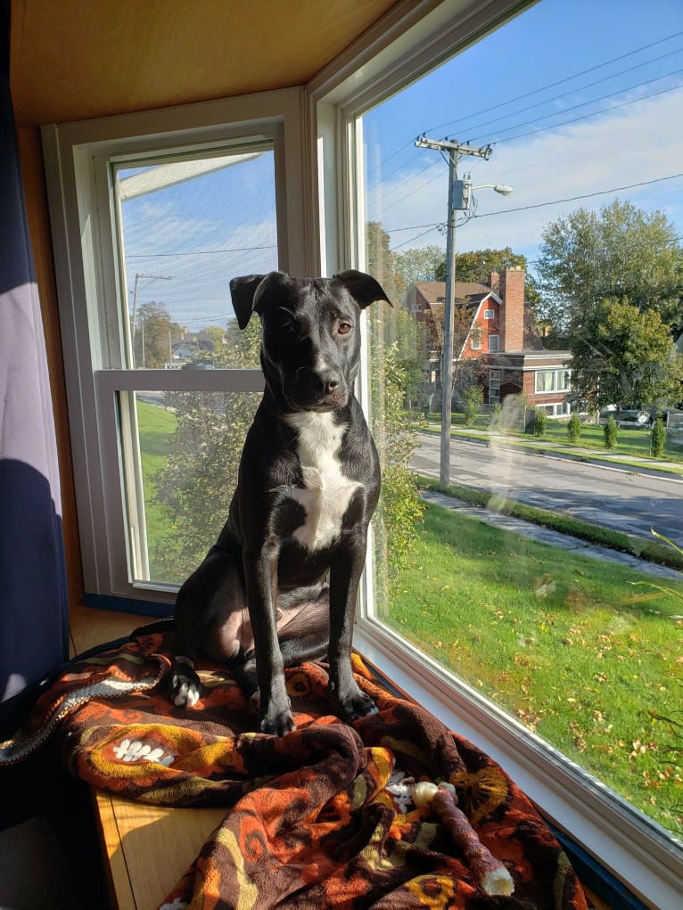 Finn, an American Bully and Labrador Retriever mix tested with EmbarkVet.com