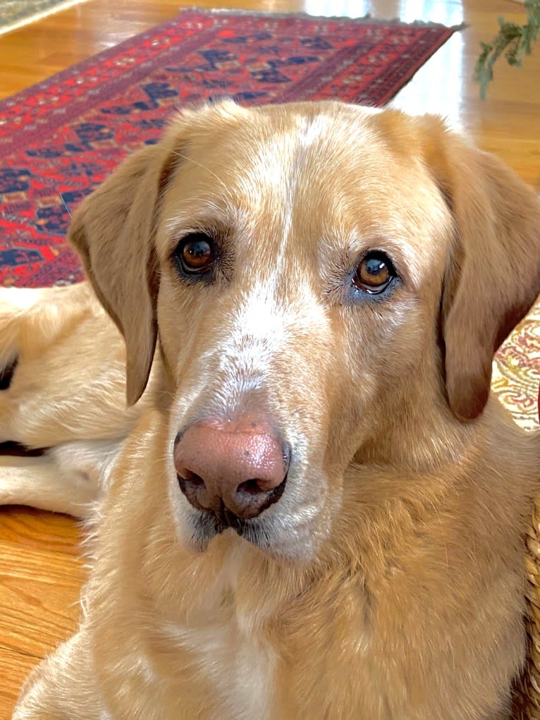 Comet, a Golden Retriever and Bloodhound mix tested with EmbarkVet.com