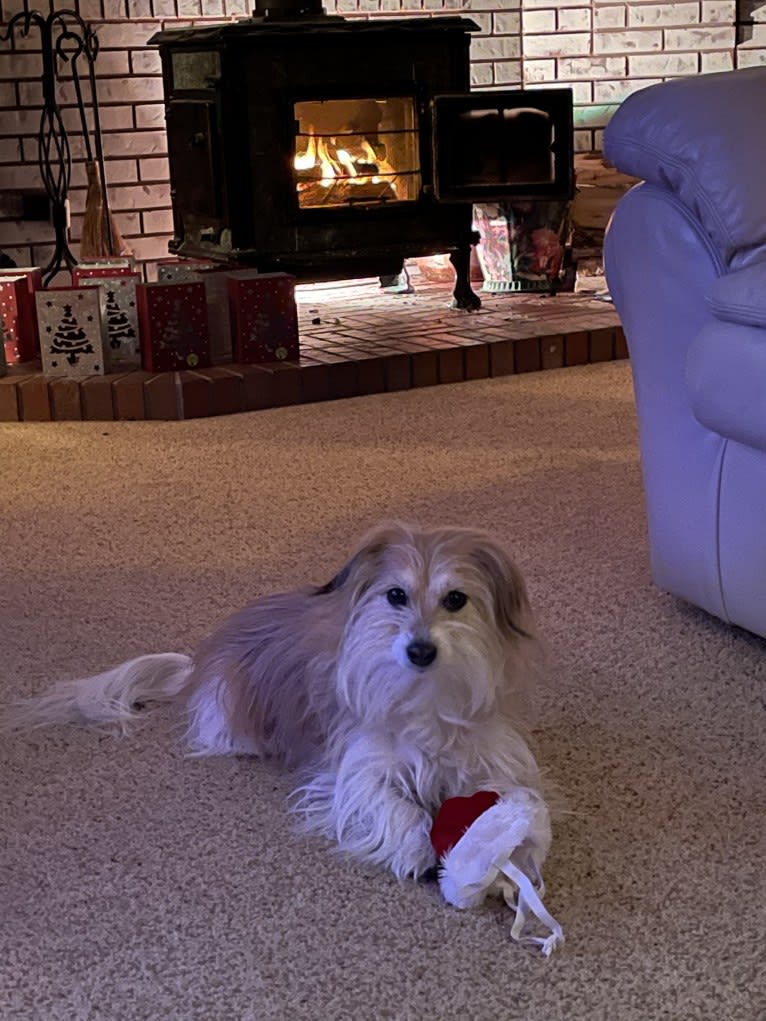 Winham’s Cowboy Cody of Cowgirl Cotons, a Coton de Tulear tested with EmbarkVet.com