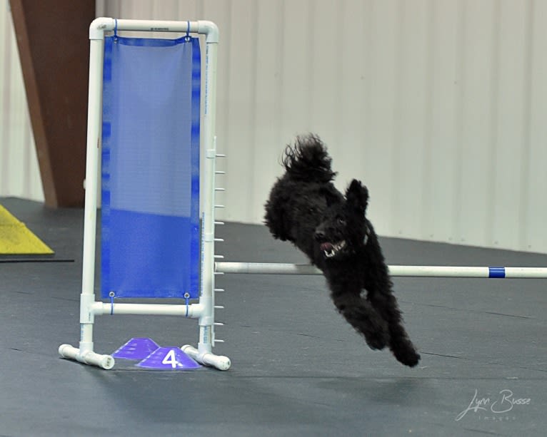 Klipsan Ticket To Ride   aka Tessa, a Pumi tested with EmbarkVet.com