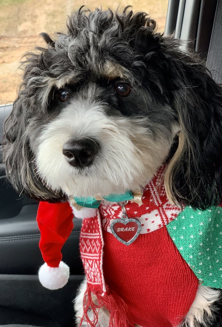 Drake, a Bernese Mountain Dog and Poodle (Small) mix tested with EmbarkVet.com