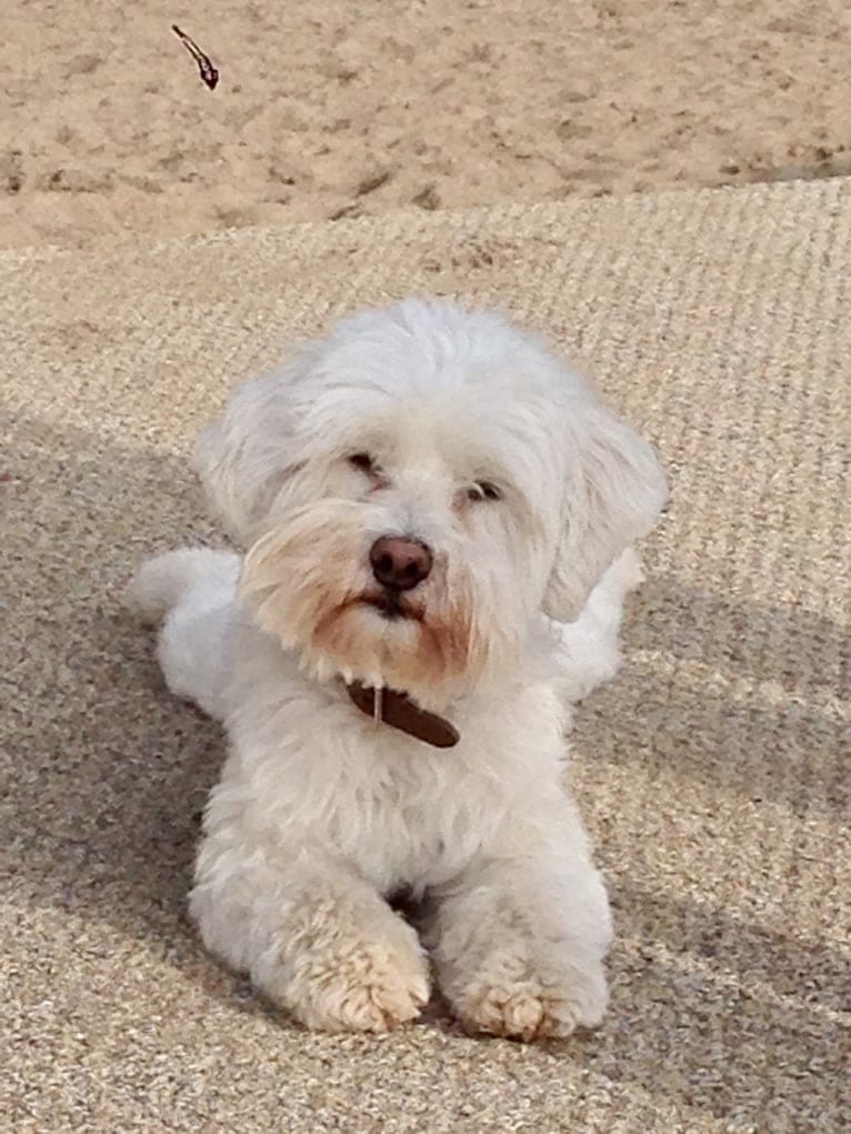 Gilly, a Havanese tested with EmbarkVet.com