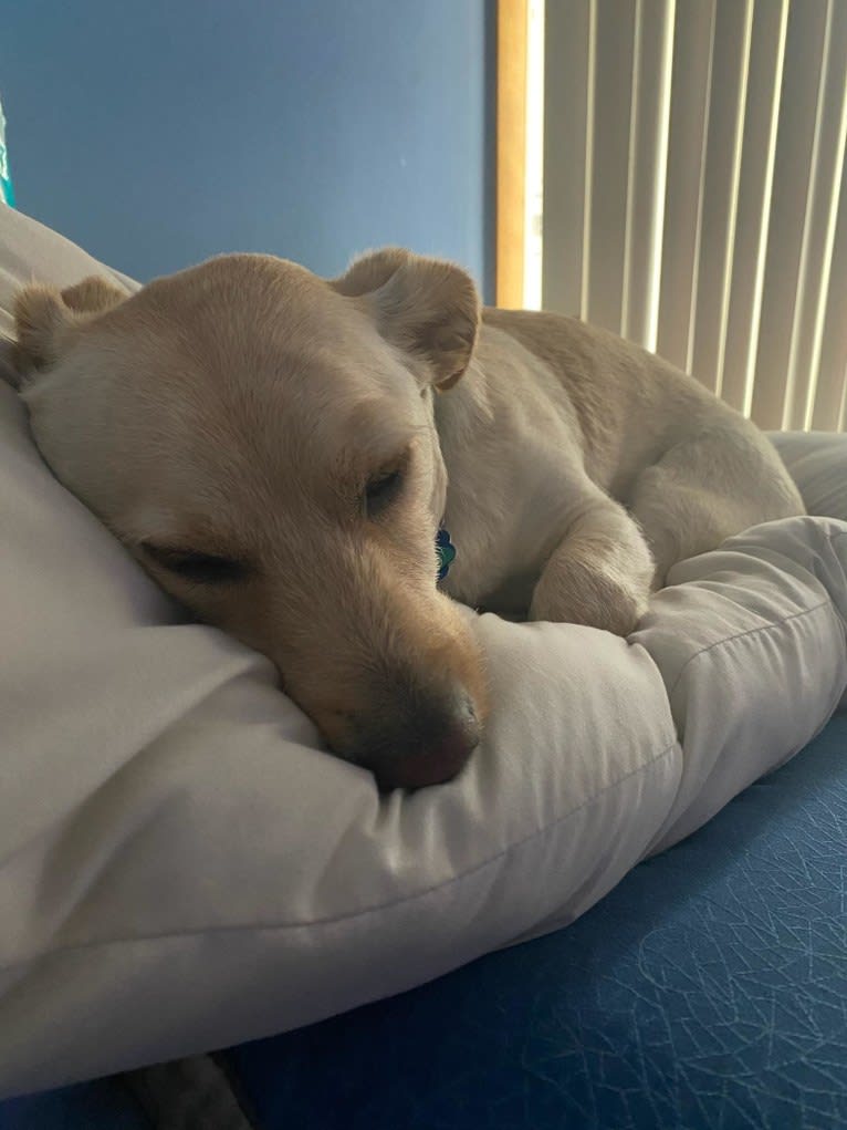 Oliver, a Bichon Frise and Chihuahua mix tested with EmbarkVet.com