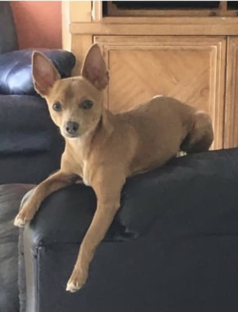 Westin, a Chihuahua and Rat Terrier mix tested with EmbarkVet.com