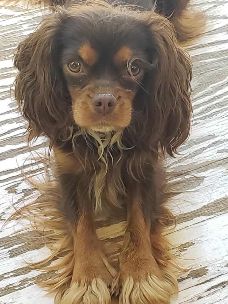 Diamond, a Cavalier King Charles Spaniel tested with EmbarkVet.com