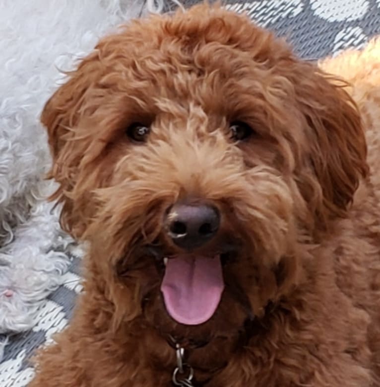 Finn, a Goldendoodle tested with EmbarkVet.com