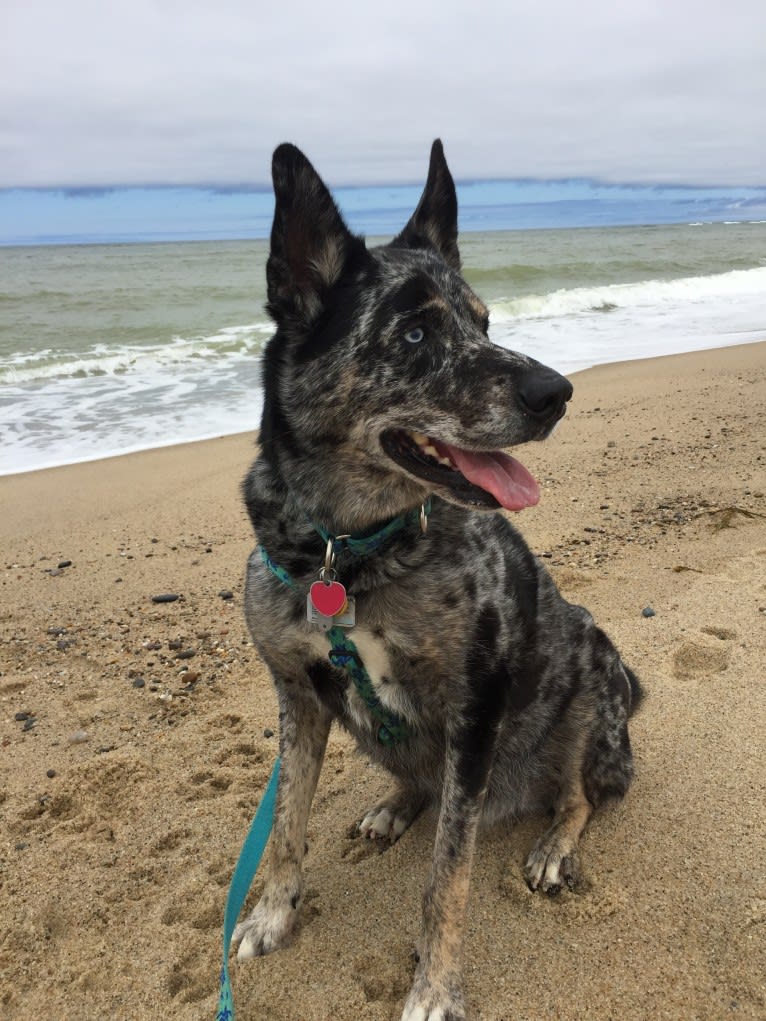 Winkee, a Catahoula Leopard Dog and Siberian Husky mix tested with EmbarkVet.com