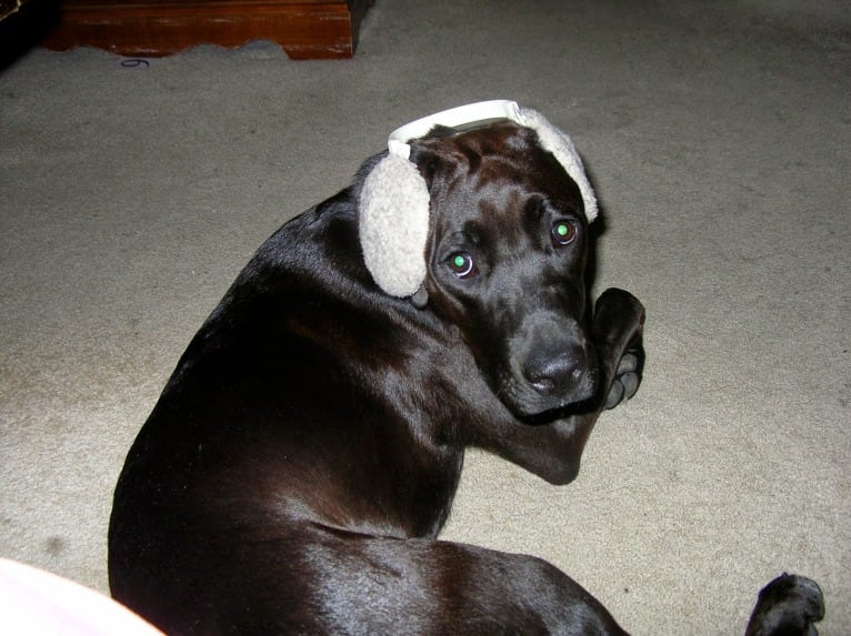 Trixie, a Boxer and Labrador Retriever mix tested with EmbarkVet.com