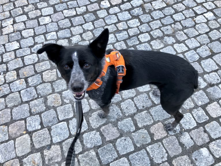 Mist, an Australian Cattle Dog and Australian Shepherd mix tested with EmbarkVet.com