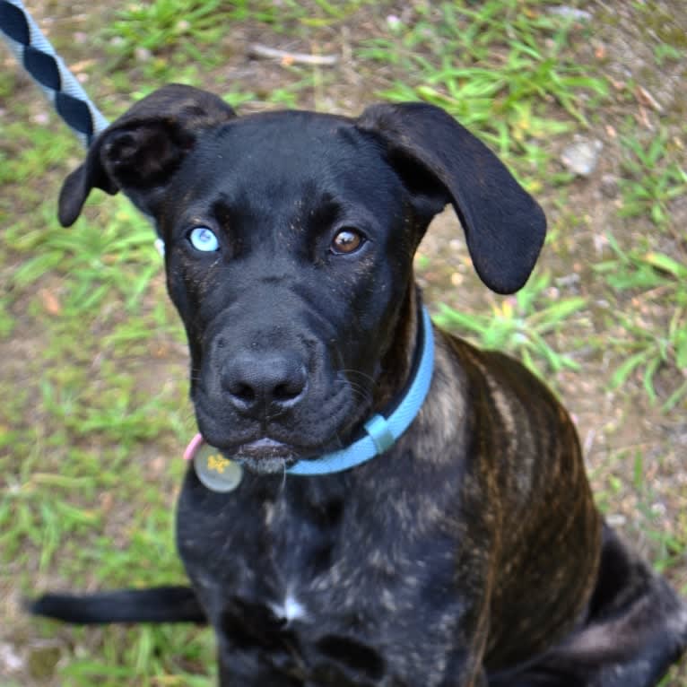 Cy, an American Bully and Golden Retriever mix tested with EmbarkVet.com