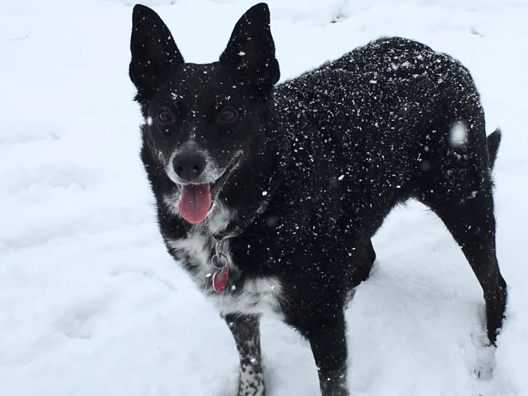 Jett, an Australian Cattle Dog and Border Collie mix tested with EmbarkVet.com