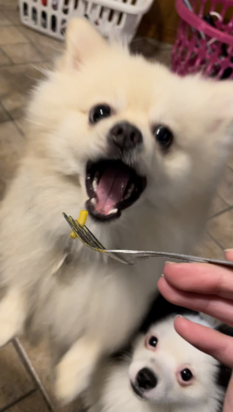 Koda, a Pomeranian tested with EmbarkVet.com