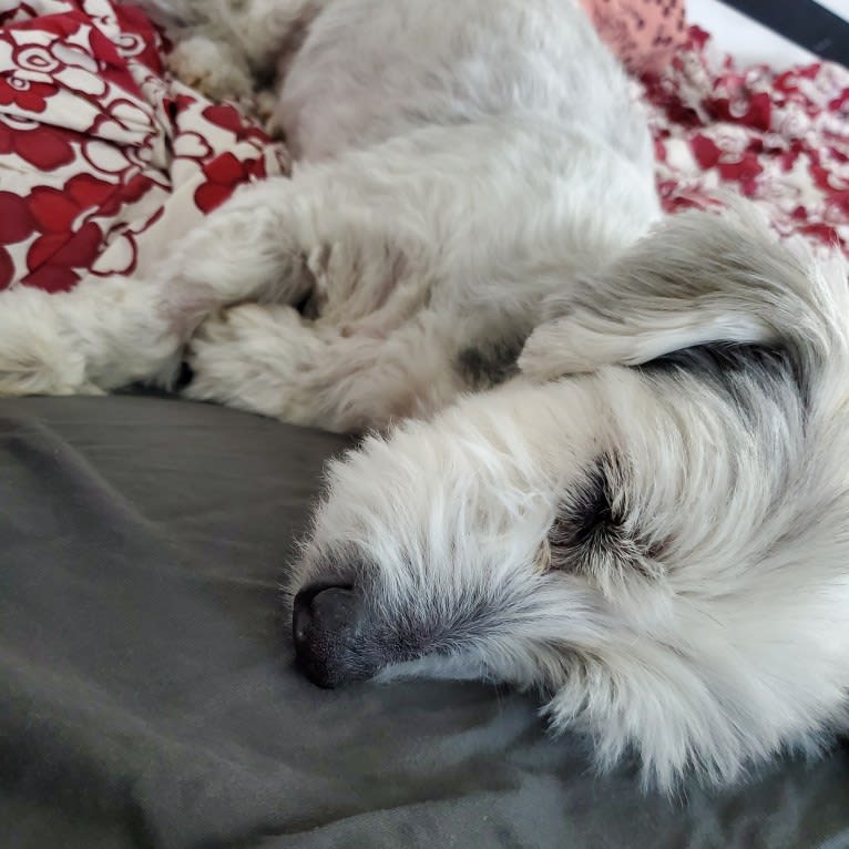 Georgie Michael, a Coton de Tulear tested with EmbarkVet.com