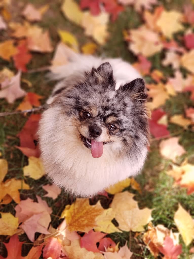 Fred, a Pomeranian and Pekingese mix tested with EmbarkVet.com