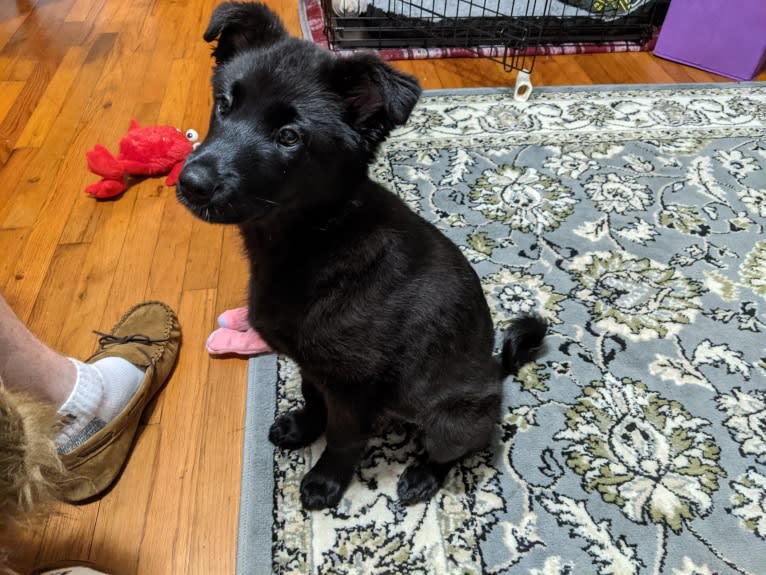 Freya, a Norwegian Elkhound and Golden Retriever mix tested with EmbarkVet.com