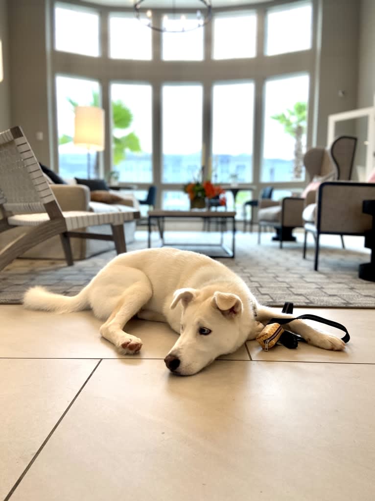 Dash, a Gerberian Shepsky (12.7% unresolved) tested with EmbarkVet.com