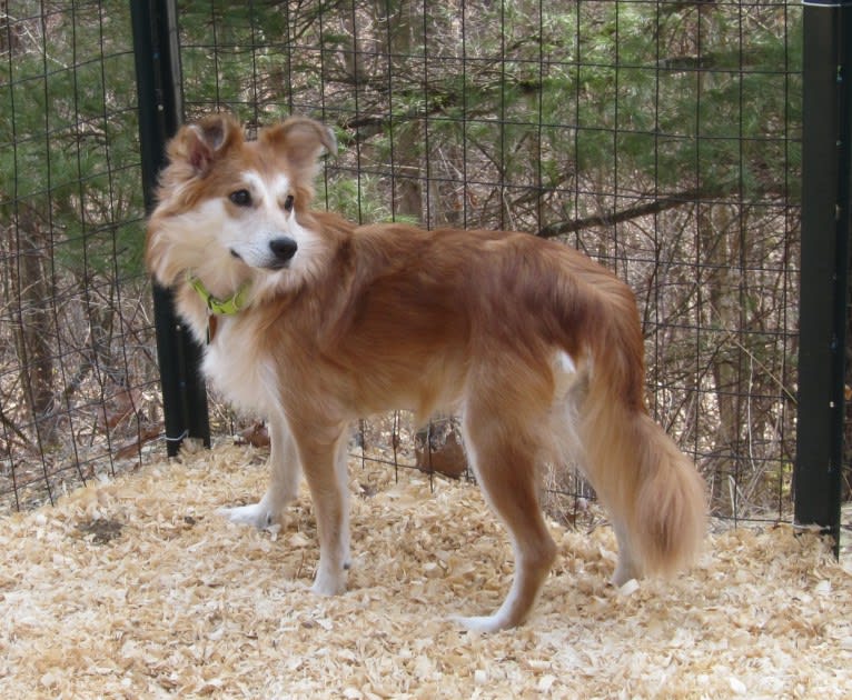 Kaylee, a Labrador Retriever and Samoyed mix tested with EmbarkVet.com