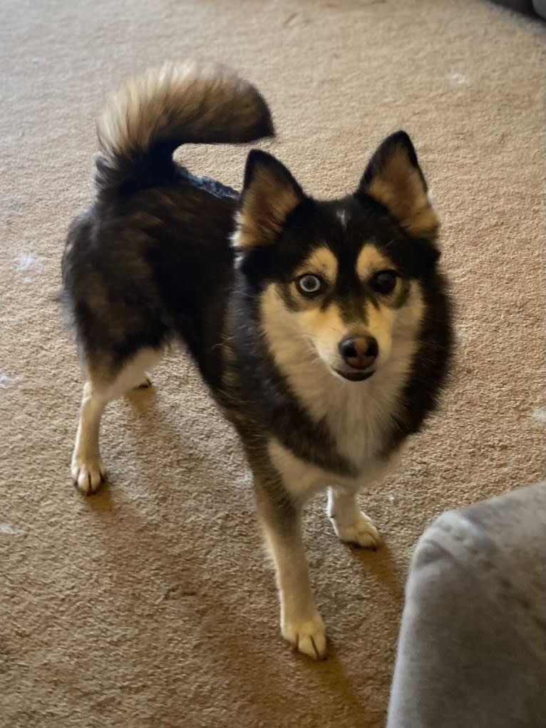 Penny, a Pomsky tested with EmbarkVet.com