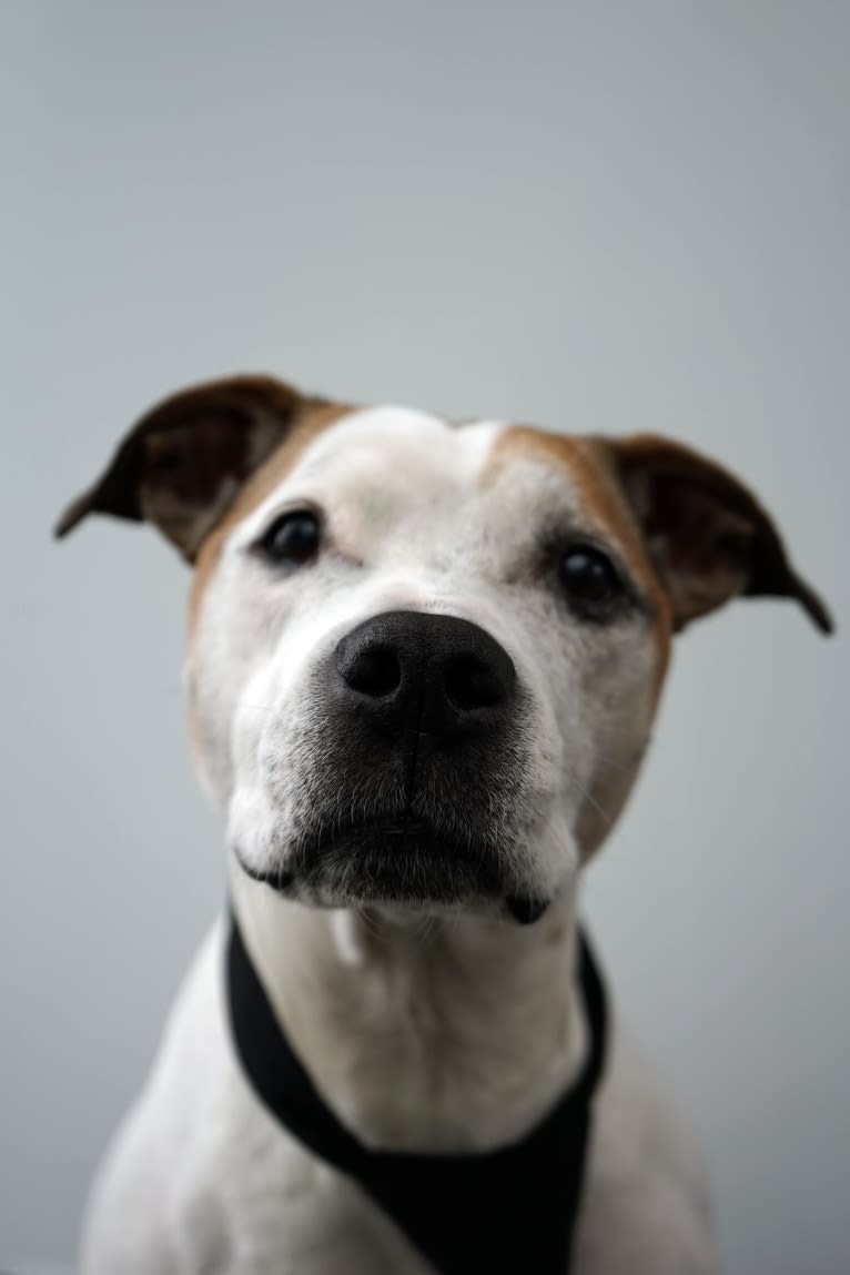 Dora, an American Pit Bull Terrier and Dogo Argentino mix tested with EmbarkVet.com